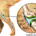 Dog Arthritis: How to Safely and Gently Treat Their Pain